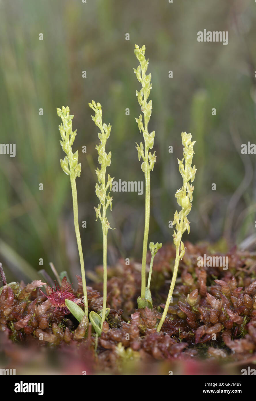 Bog Orchid - Hammarbya paludosa Stock Photo