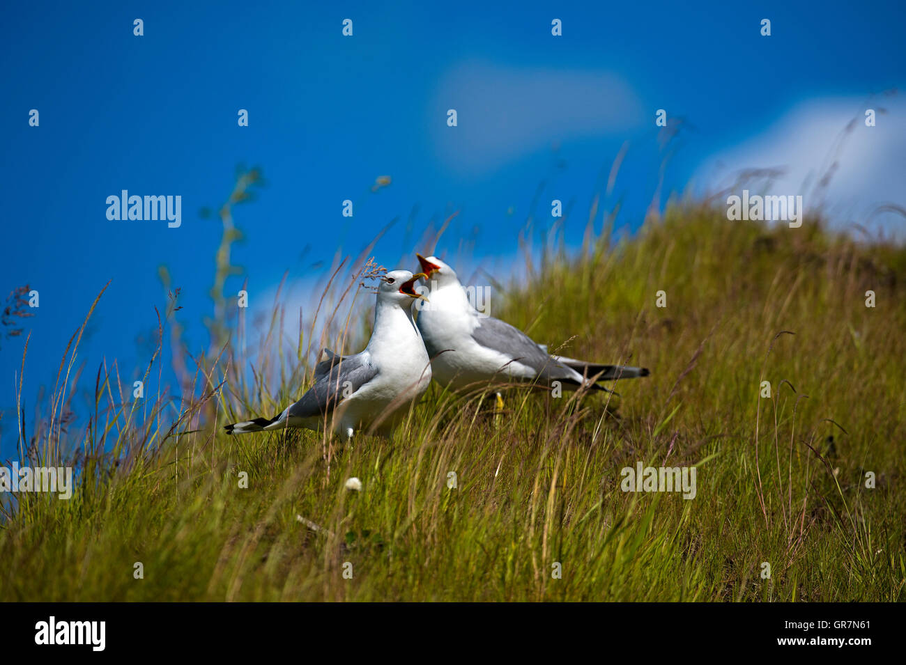 A Couple Of European Herring Gulls Larus Argentatus Stock Photo