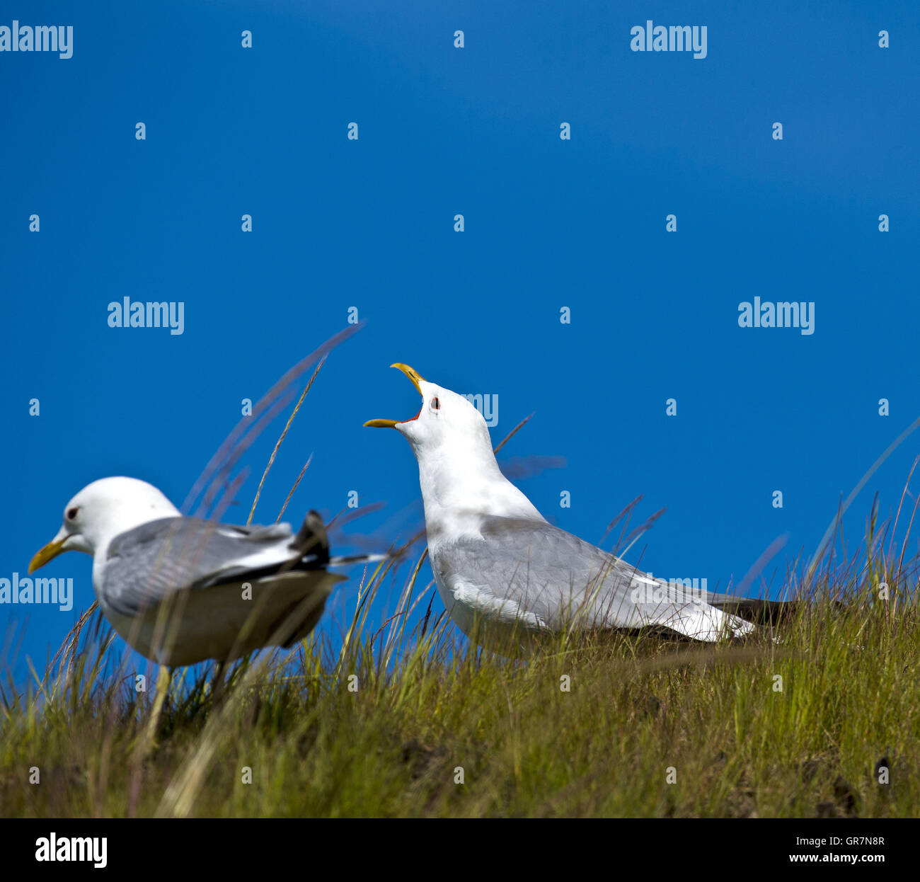 Courtship Display Of European Herring Gulls Larus Argentatus , Norway Stock Photo