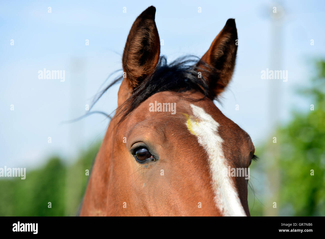 Arabian Horse, Portrait Stock Photo