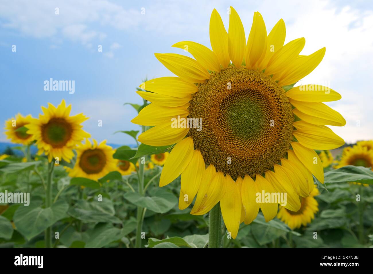 Sunflower field in tuscany hi-res stock photography and images - Alamy