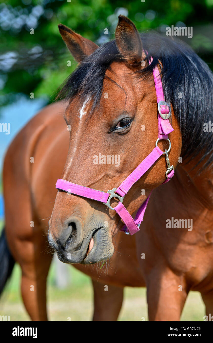 Portrait Of An Arabian Horse With Pink Headcollar Stock Photo