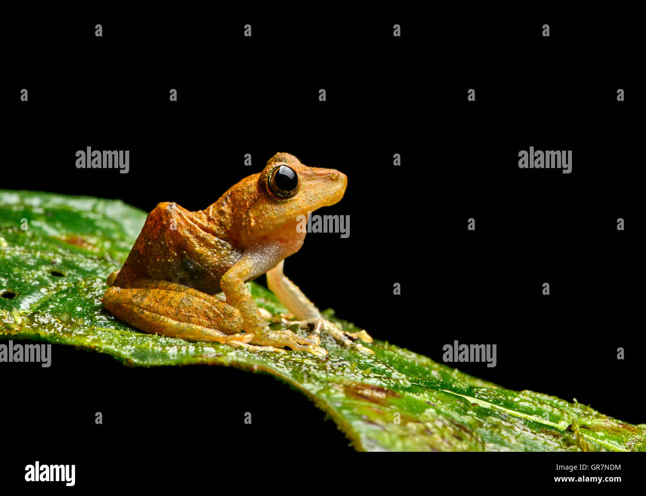 Watchful Rainfrog Pristimantis Nyctophylax , Andean Cloud Forest, Ecuador Stock Photo