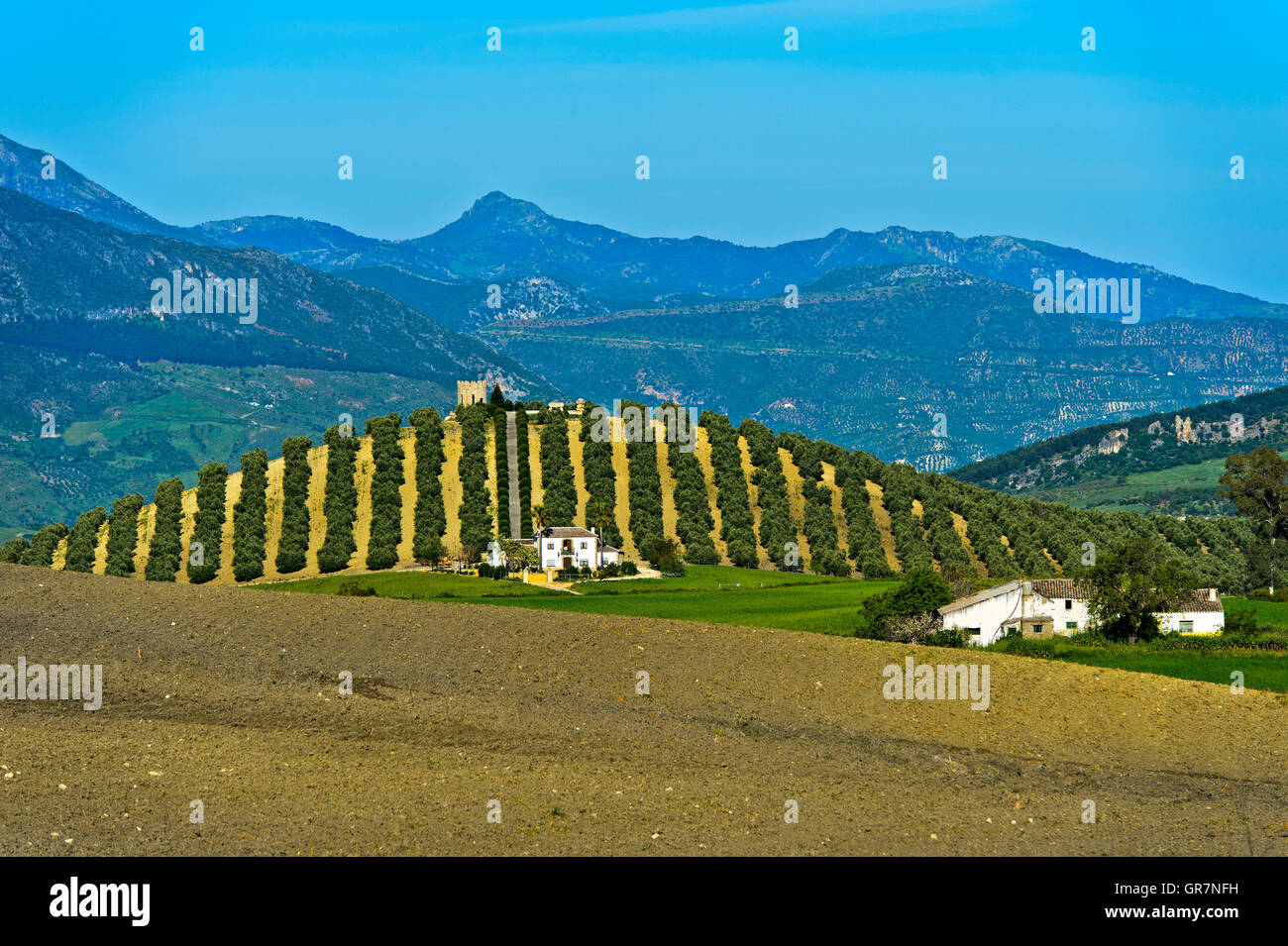 Farm House, Finca, Beneath An Olive Grove On A Hill, Andalusia, Spain Stock Photo