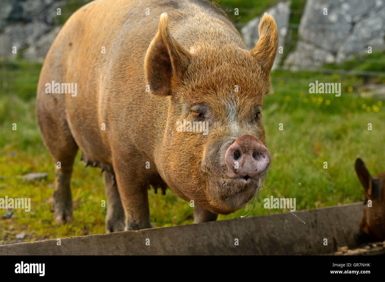 Berkshire Pig, Scotland, Great Britain Stock Photo