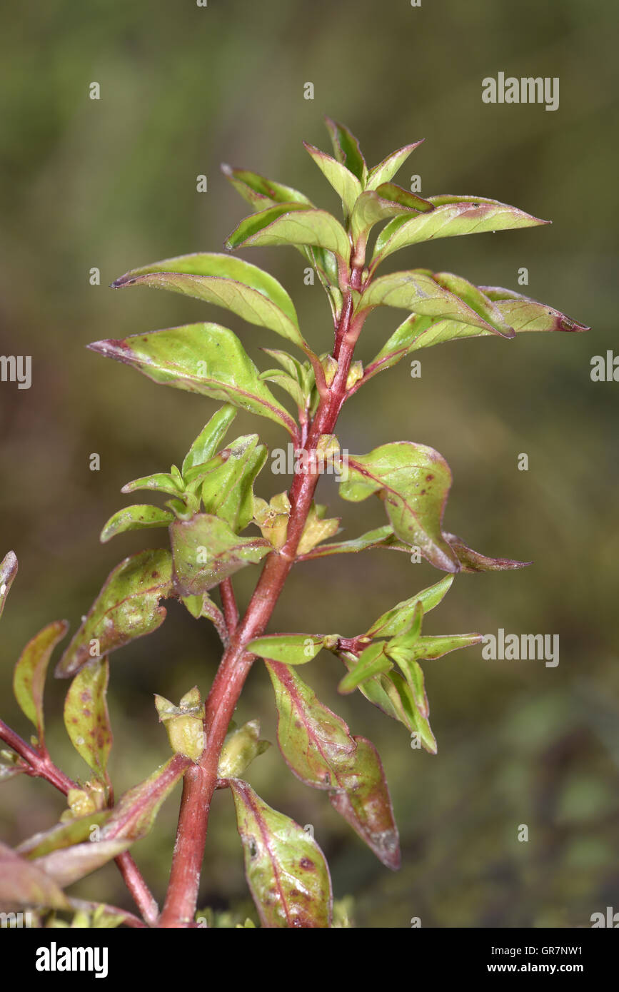 Hampshire-purslane - Ludwigia palustris Stock Photo