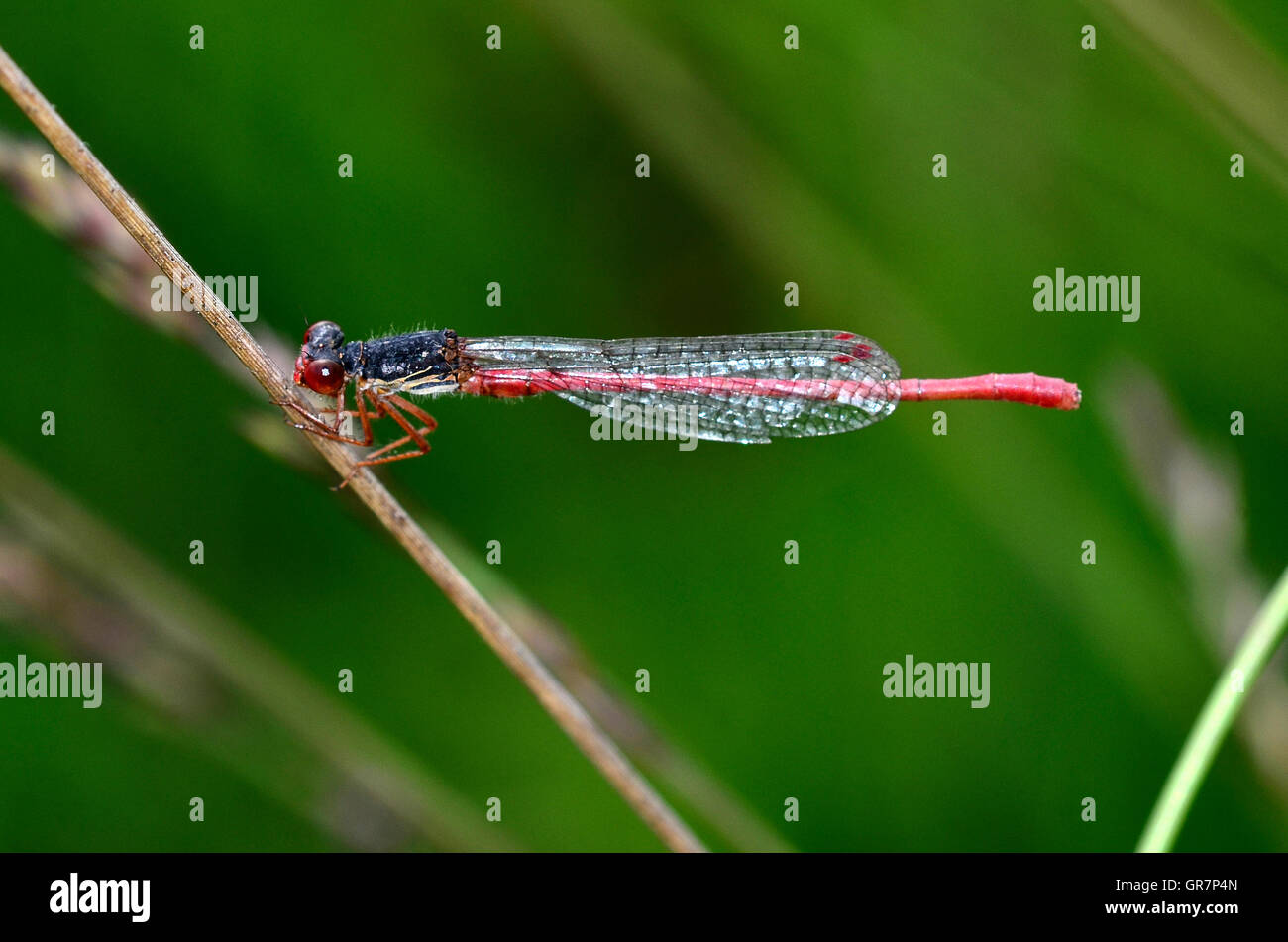 Male small red damselfly UK Stock Photo