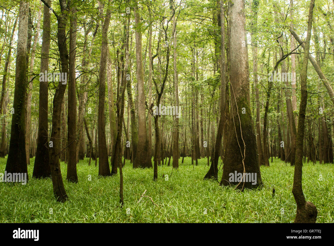 Apalachicola floodplain cypress swamp Stock Photo