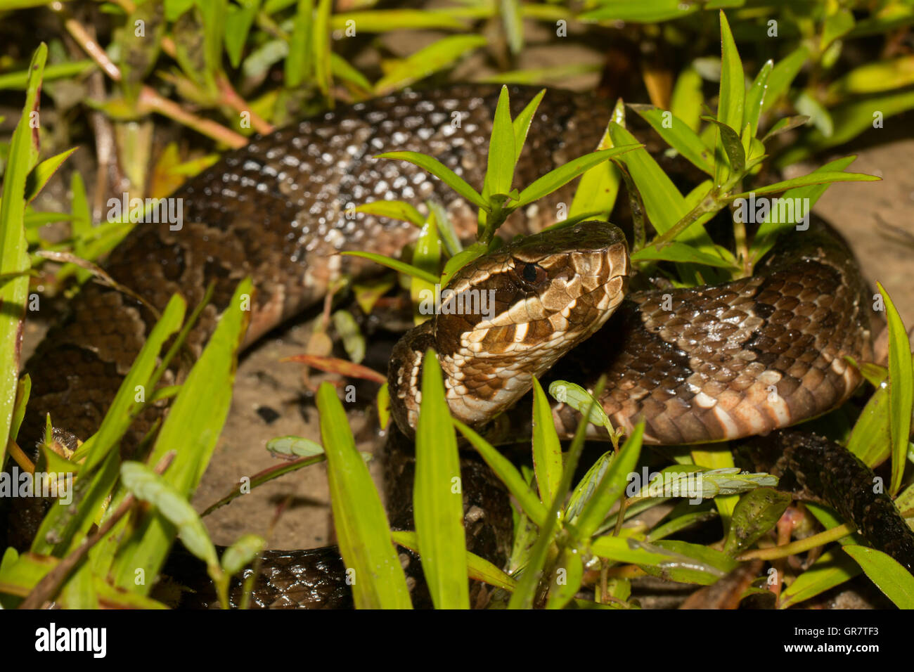 A florida cottonmouth in the grass Agkistrodon piscivorus conanti