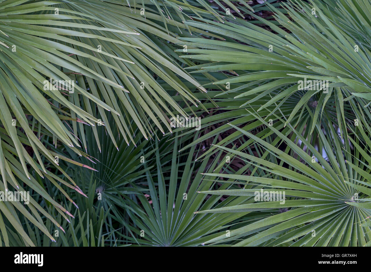 Palmenpracht An Der Riviera - Wallpapers - Palm Splendor On The Riviera Stock Photo