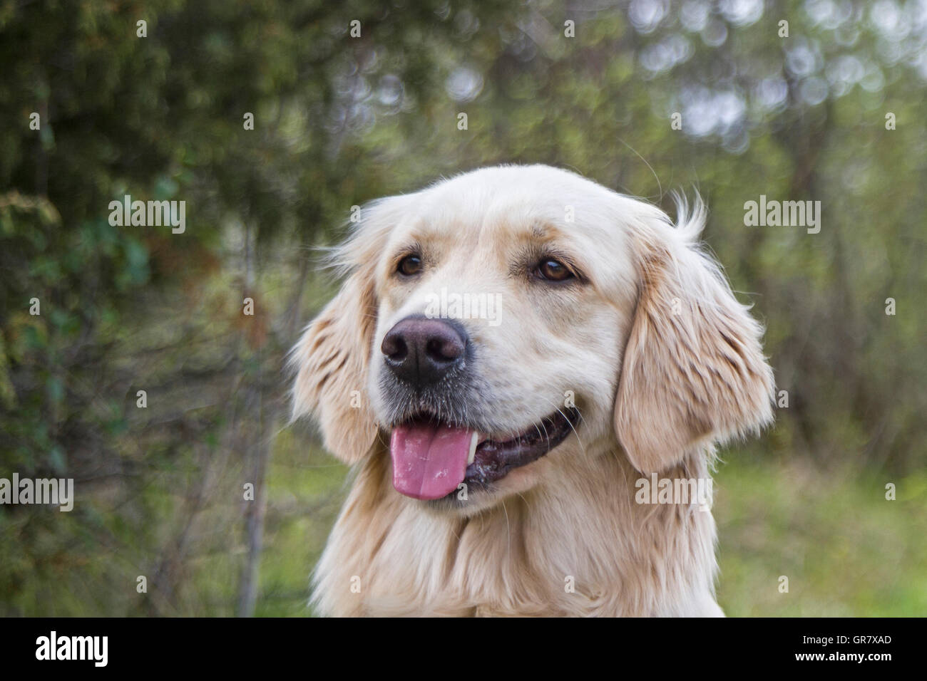 Portrait Of A Golden Retriever In Nature Stock Photo - Alamy