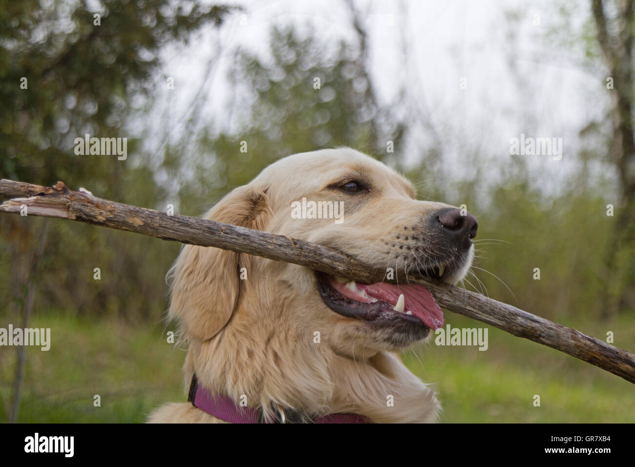 Portrait Of A Golden Retriever In Nature Stock Photo - Alamy