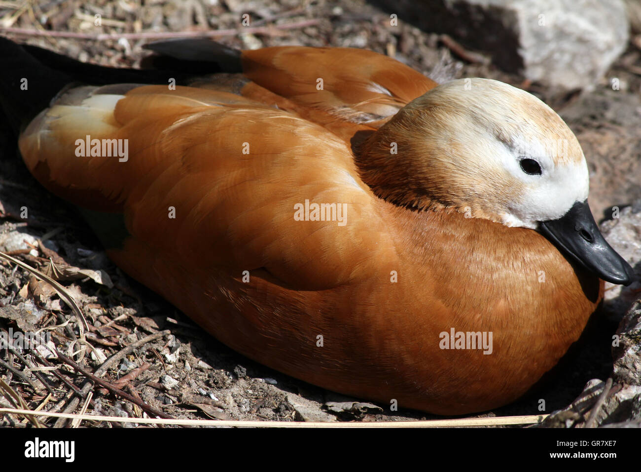 domestic mandarin duck close up Stock Photo - Alamy