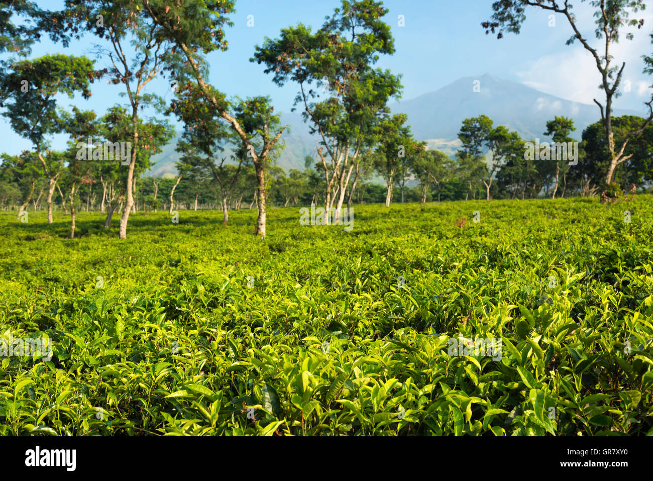 Morning at the tea plantations at Java, Indonesia Stock Photo