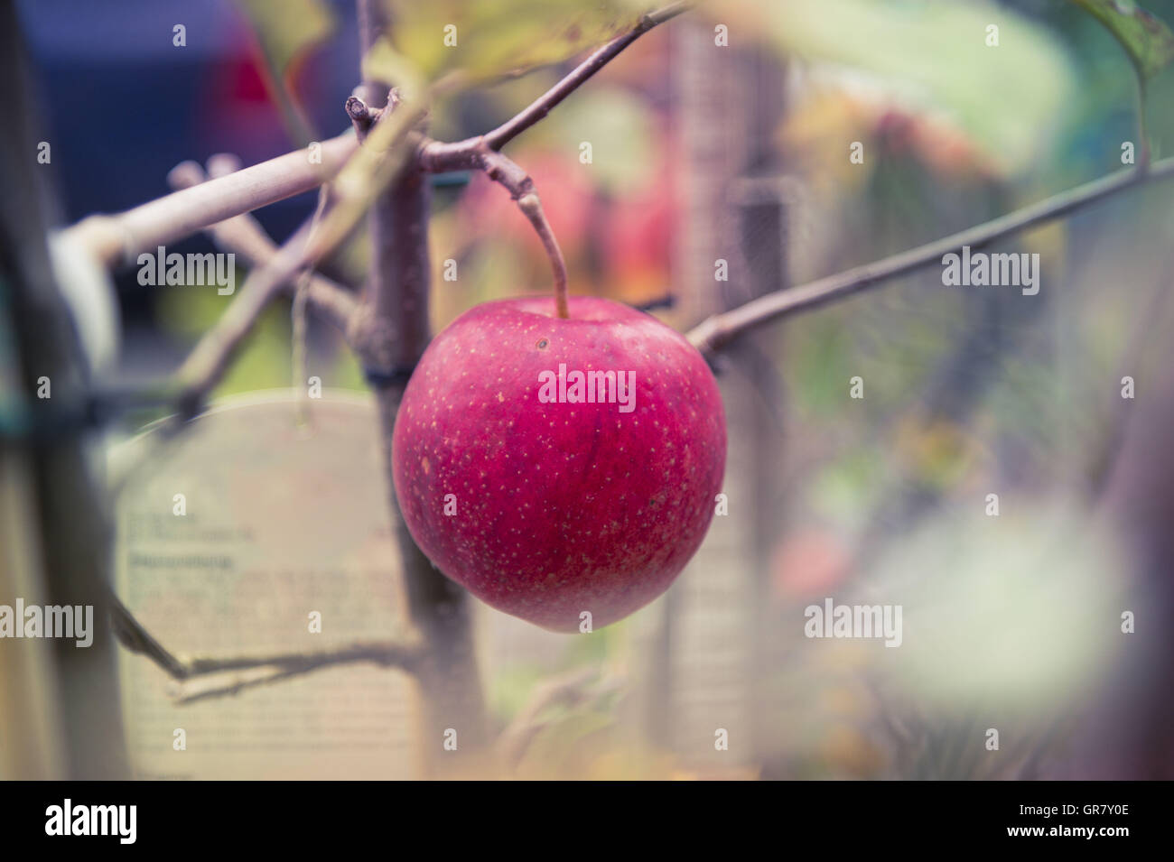 Red Apple, Variety Gravenstein Hanging On The Tree. Stock Photo