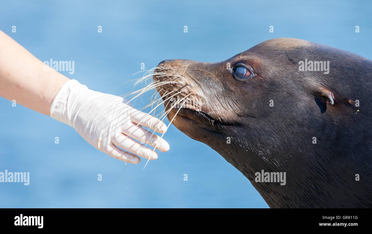 Aquatic animal veterinarian hires stock photography and images Alamy