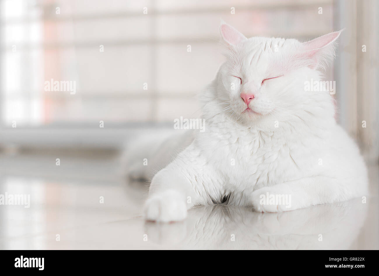 White cat is sleeping with copy space Stock Photo