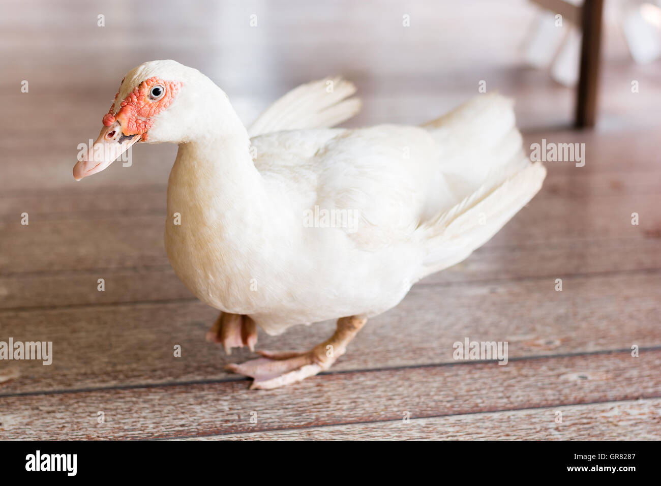 White duck standing on the wood Stock Photo - Alamy