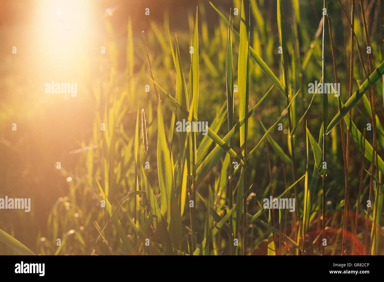 Reed colour hires stock photography and images Alamy