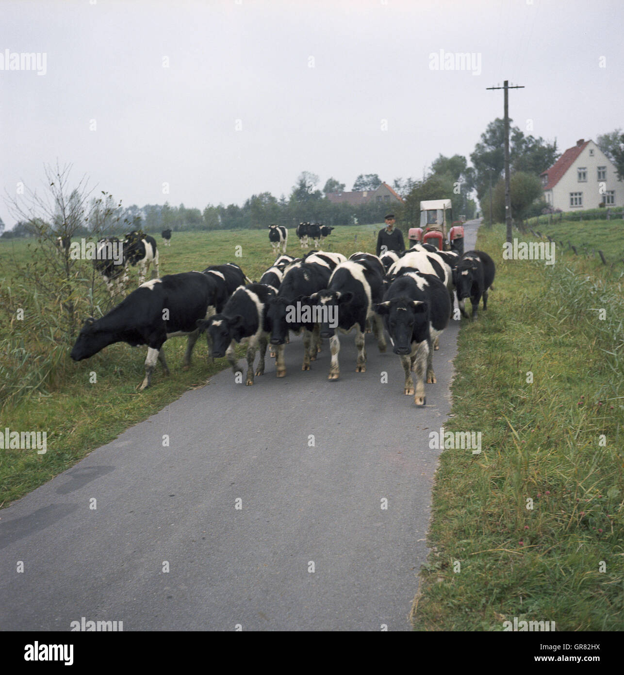 Human herd hi-res stock photography and images - Alamy