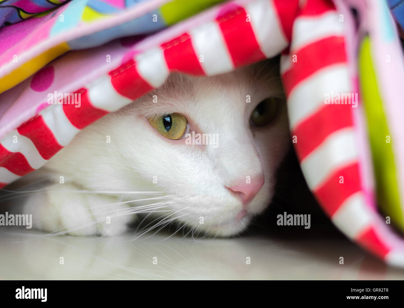 White cat is looking forward Stock Photo