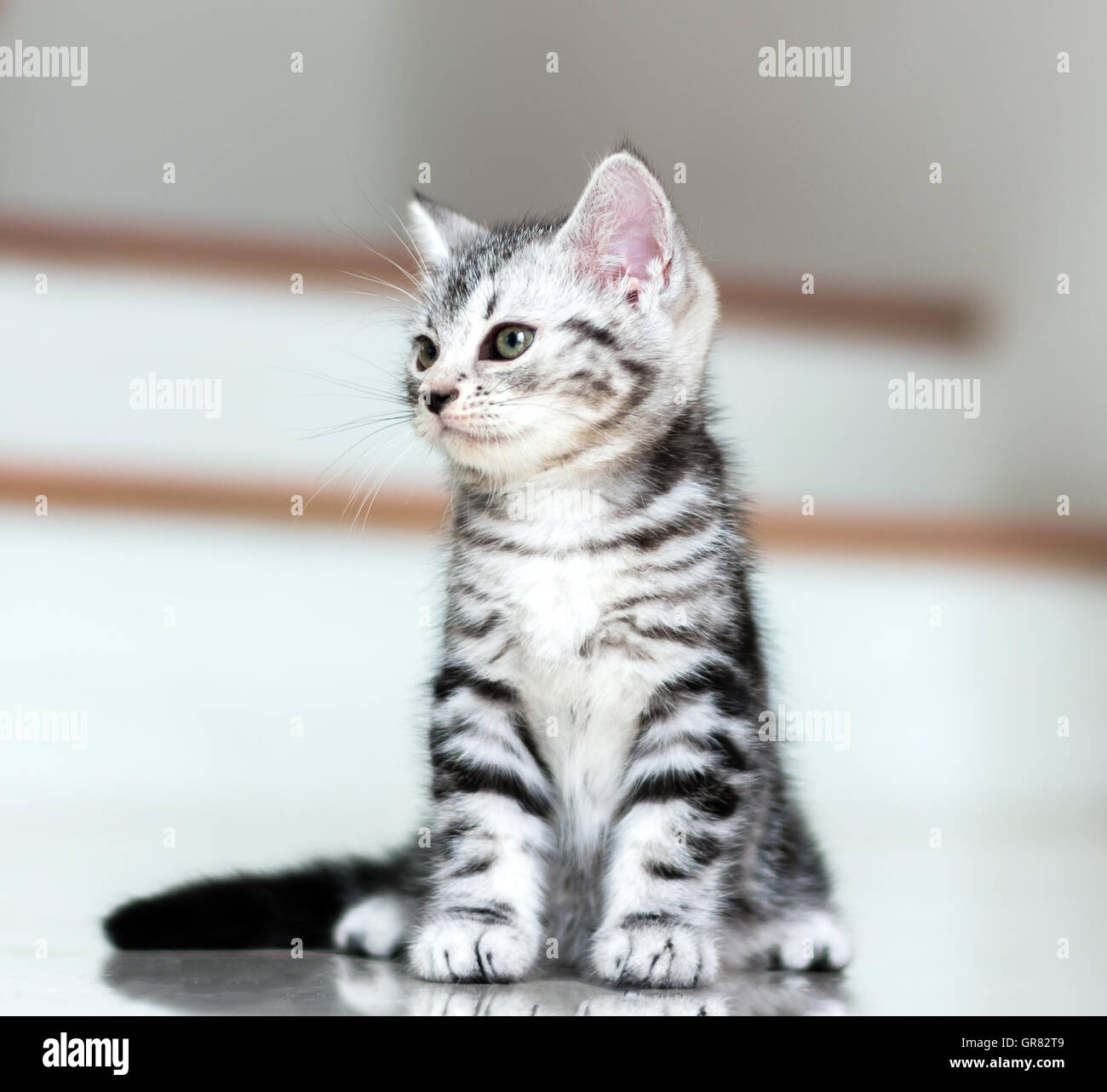 Cute American shorthair cat kitten Stock Photo