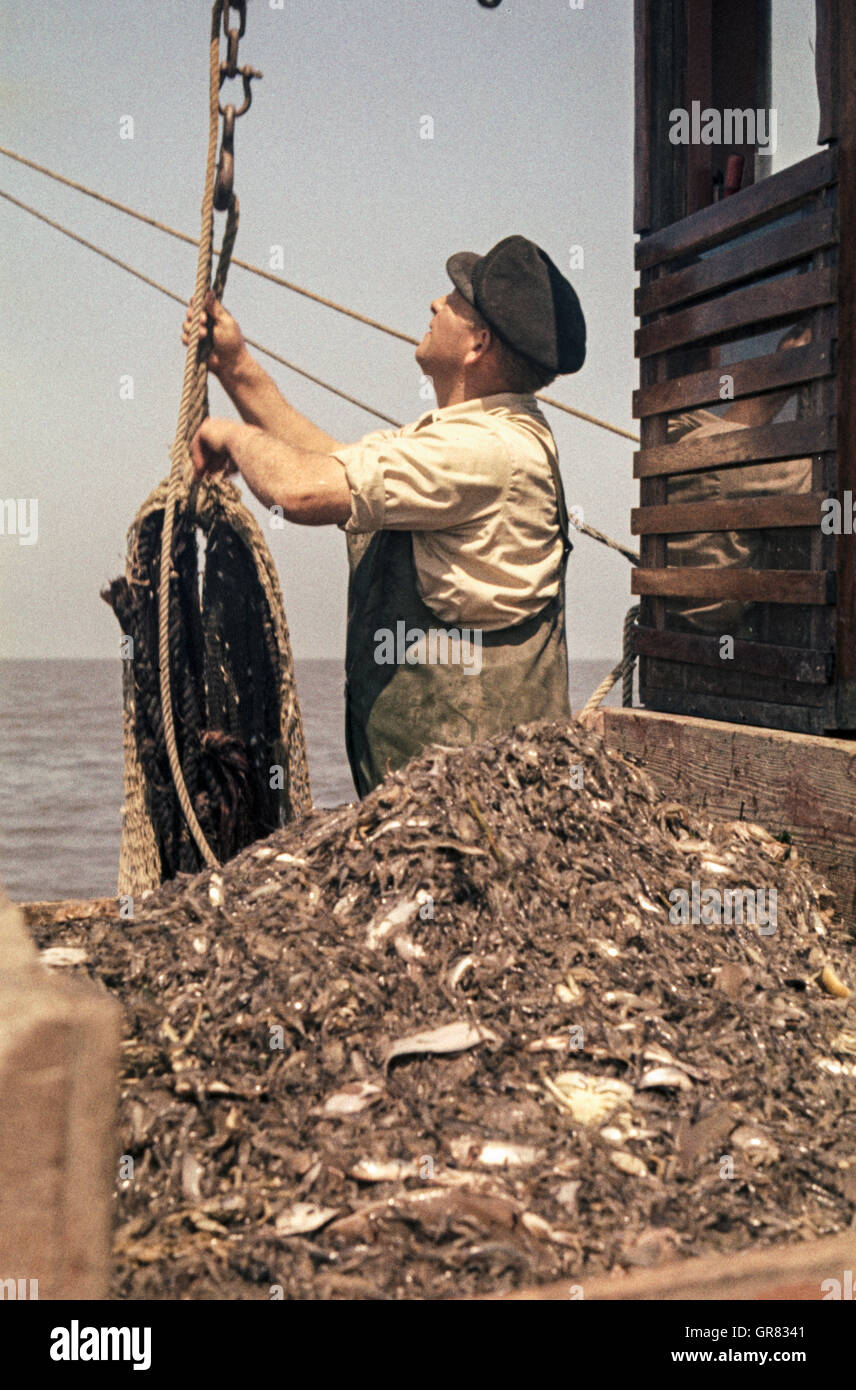 Crab Fishing 1967 Stock Photo