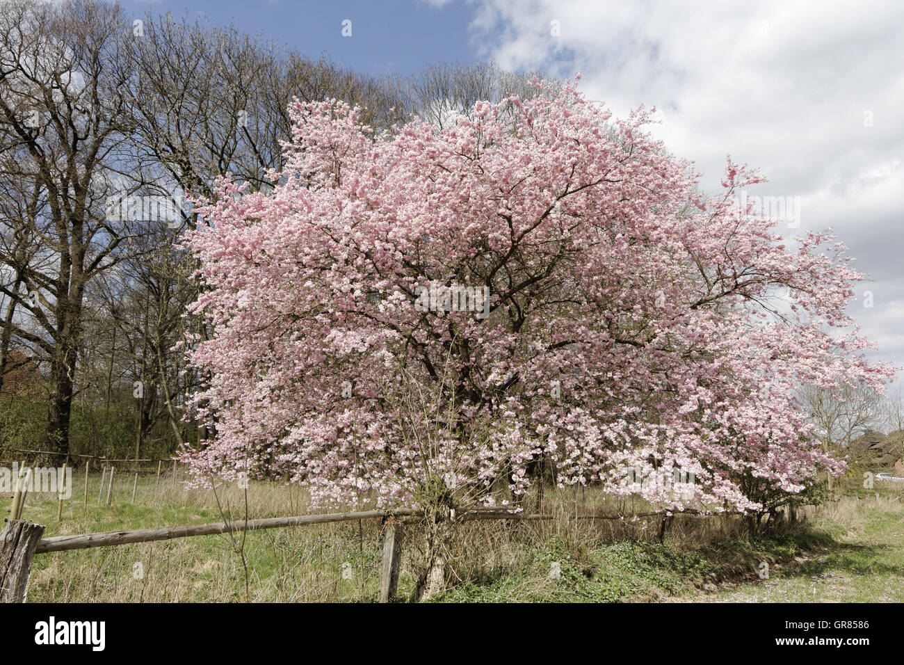 Japanese Cherry Tree In Spring, Lower Saxony, Germany, Europe Stock Photo