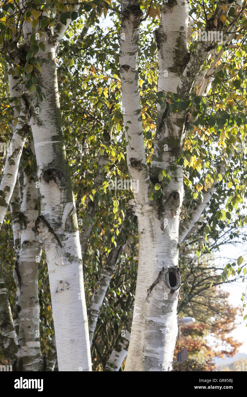 White birch tree in autumn hi-res stock photography and images - Alamy