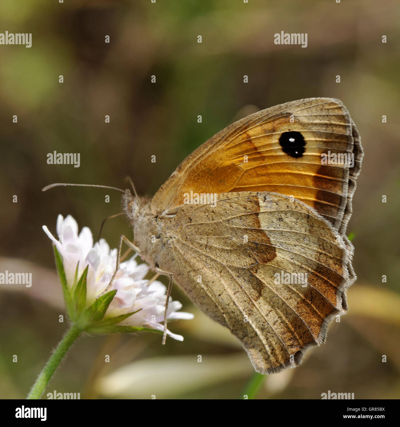 Meadow Brown Butterfly Female From Southern France, Europe Stock Photo