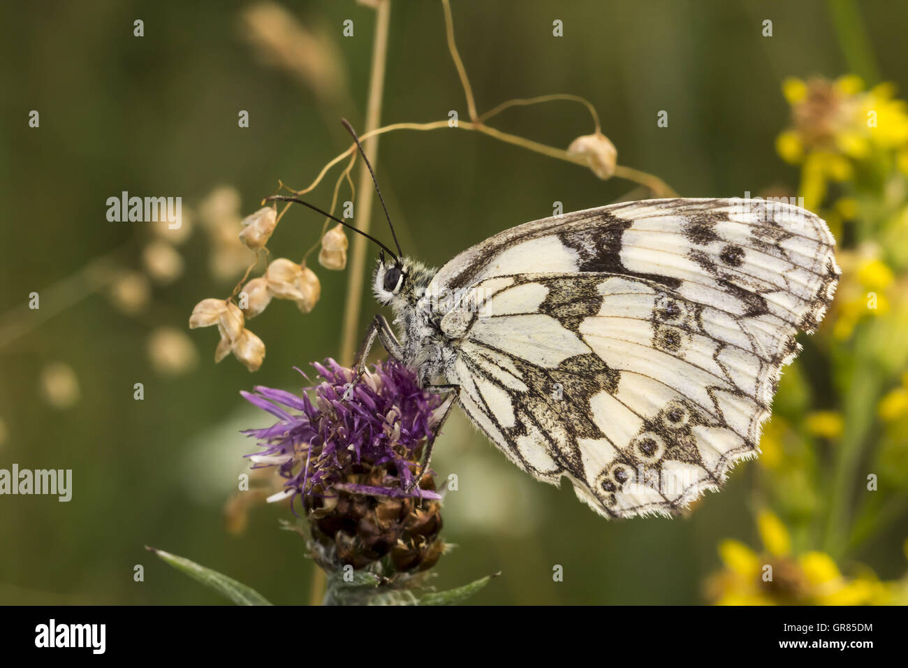 Melanargia Galathea, Marbled White Butterfly From Lower Saxony, Germany, Europe Stock Photo