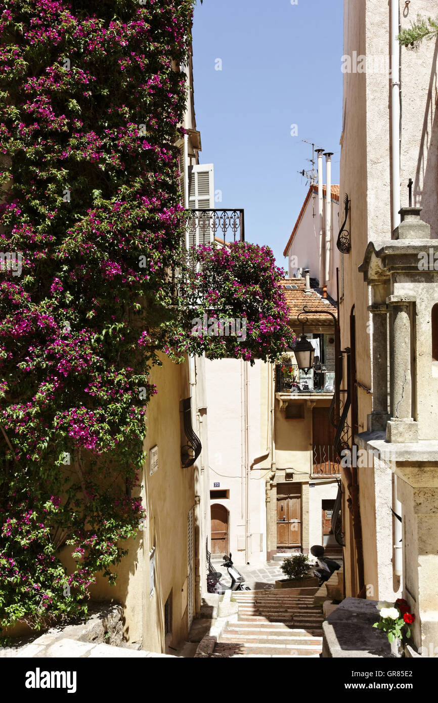 Cannes,Old Town,Facade With Bougainvillea Glabra,Lesser Bougainvillea,Paper Flower,Cote D Azur,French Riviera,Southern Stock Photo