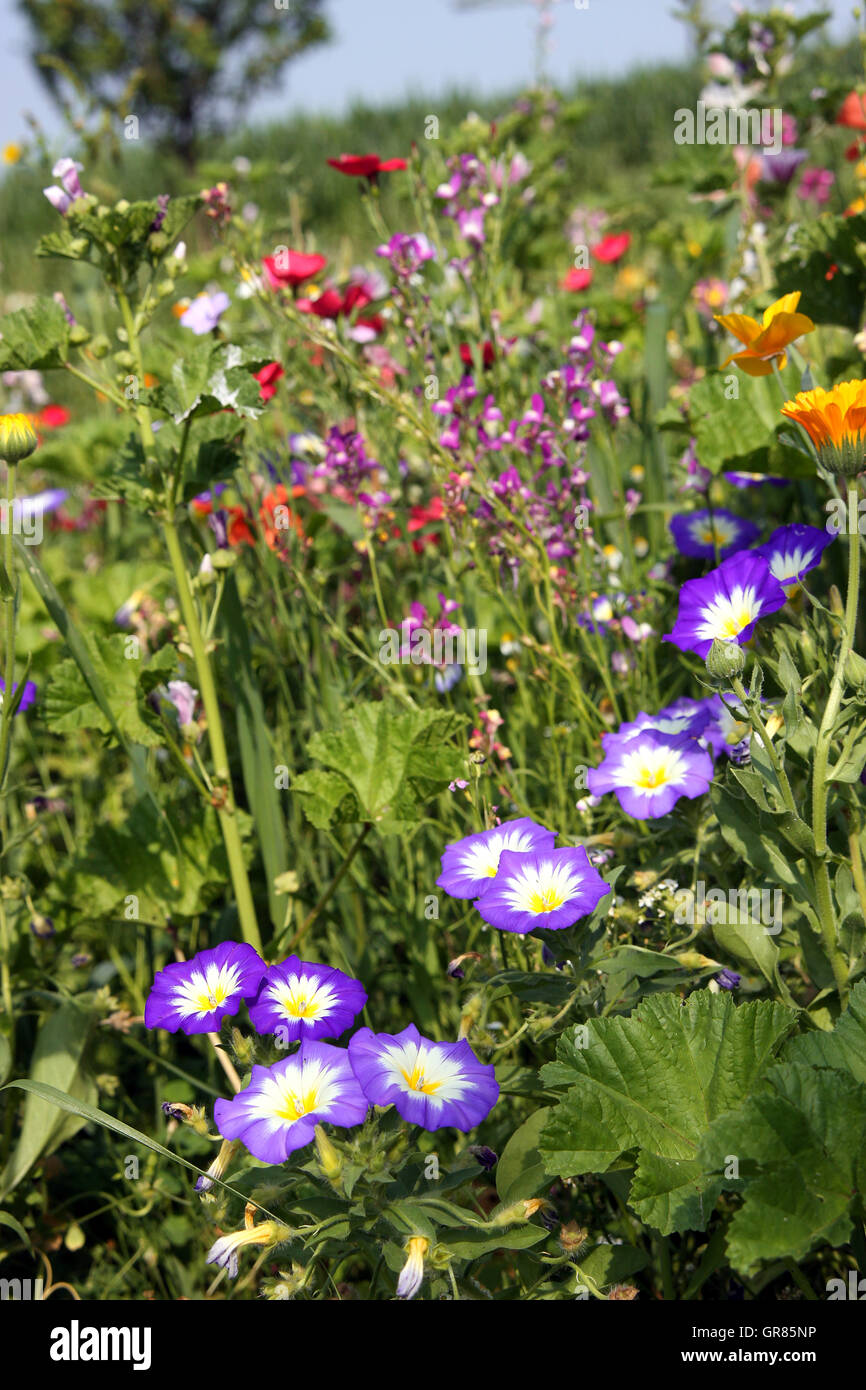 Wildflower Meadow Stock Photo