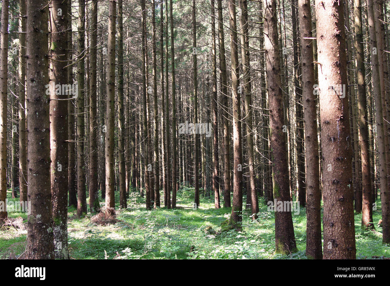 Forestland Stock Photo