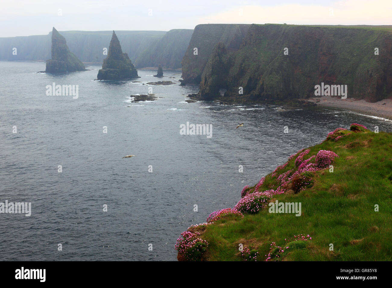 Scotland, highlands, Duncansby Head is the north-east point of Scotland, cleft rock formations and rock needles, the so-called D Stock Photo
