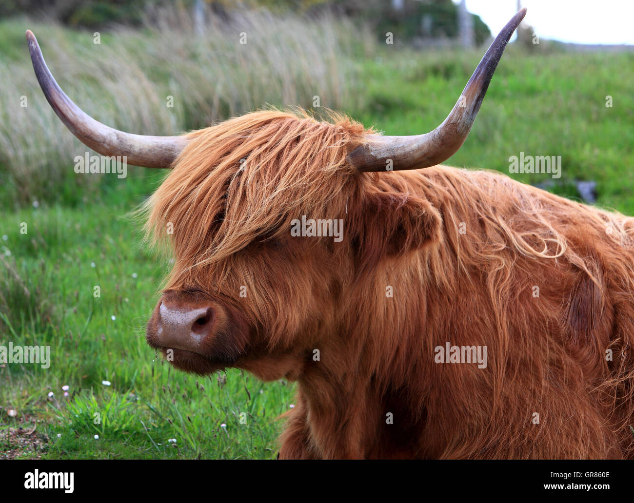 Scotland, highlands, Scottish highland cattle with horns Stock Photo ...