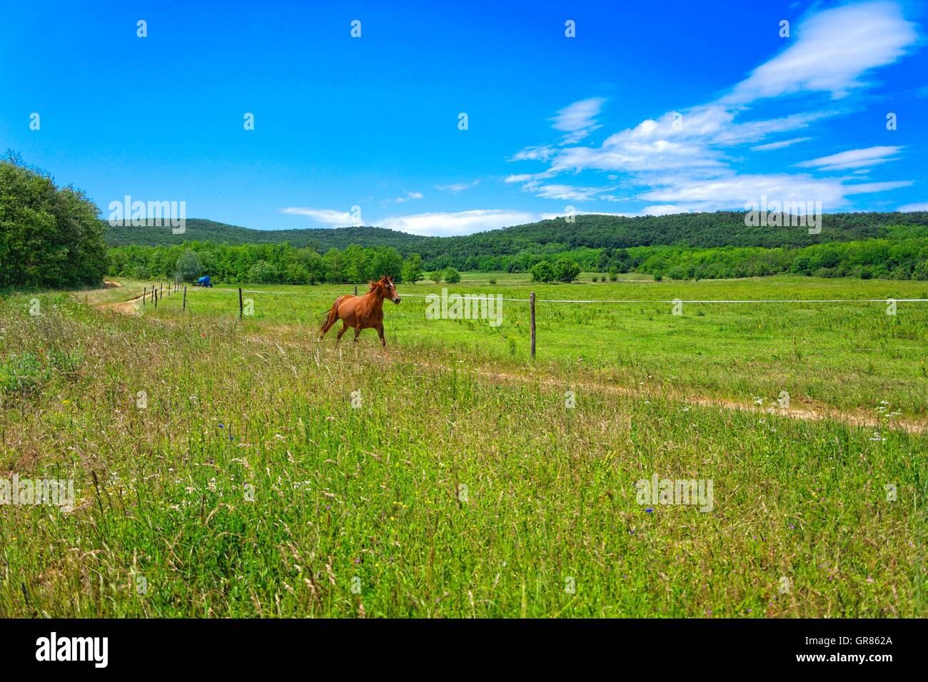 Horse Galloping Outside The Coupling Stock Photo