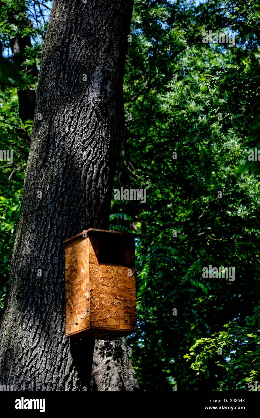 Nest box forest hi-res stock photography and images - Alamy
