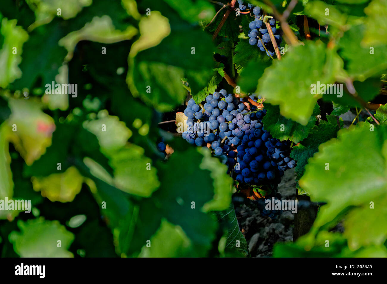 Othello, Vitis Labrusca, Vitis Riparia, Vitis Vinifera Grapes, A Red Grape Stock Photo