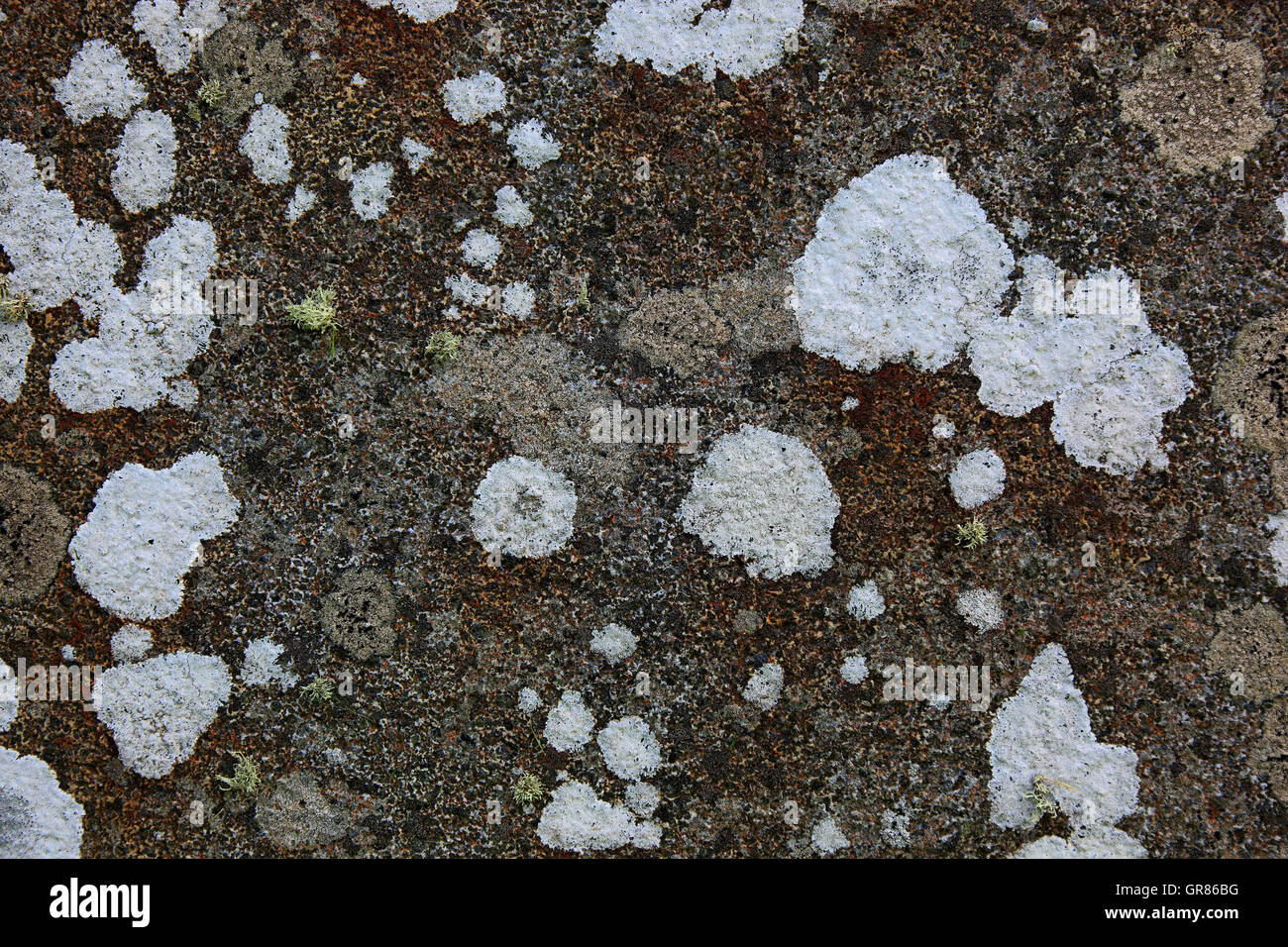 Lichens on a wall Stock Photo