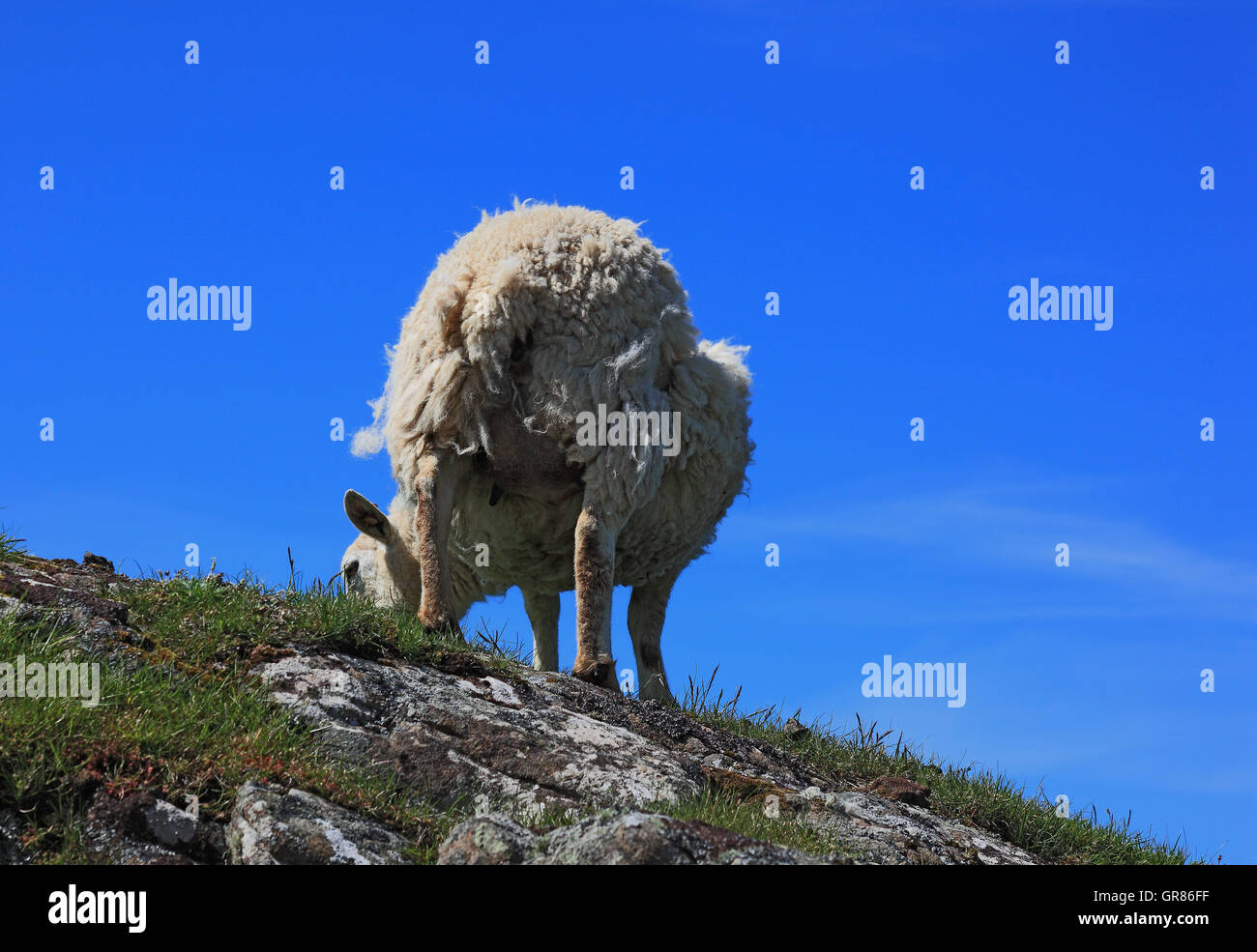 Sheep from the back, looks on a rocky subsoil for feed Stock Photo