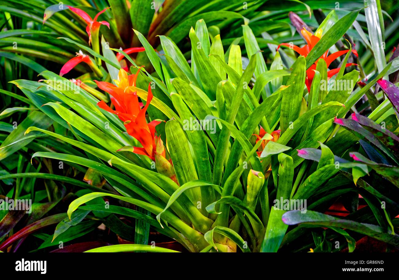 Bromeliad, Bromeliaceae Tropical Houseplant Stock Photo
