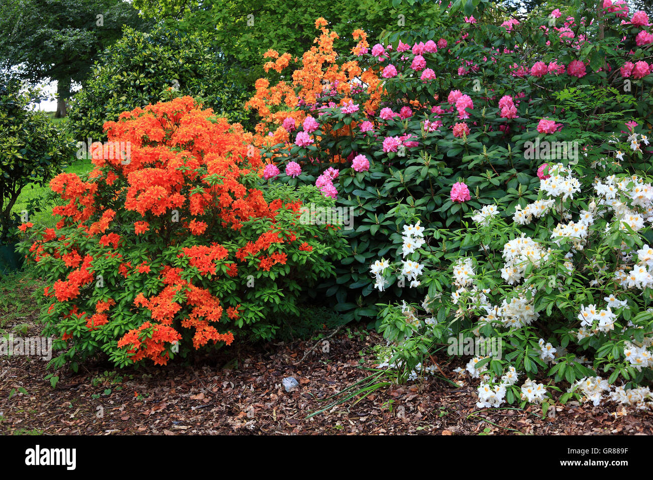 Rhododendrons, rhododendron, plant type from the family of the heather plants, Ericaceae, rhododendron bushes in different colou Stock Photo