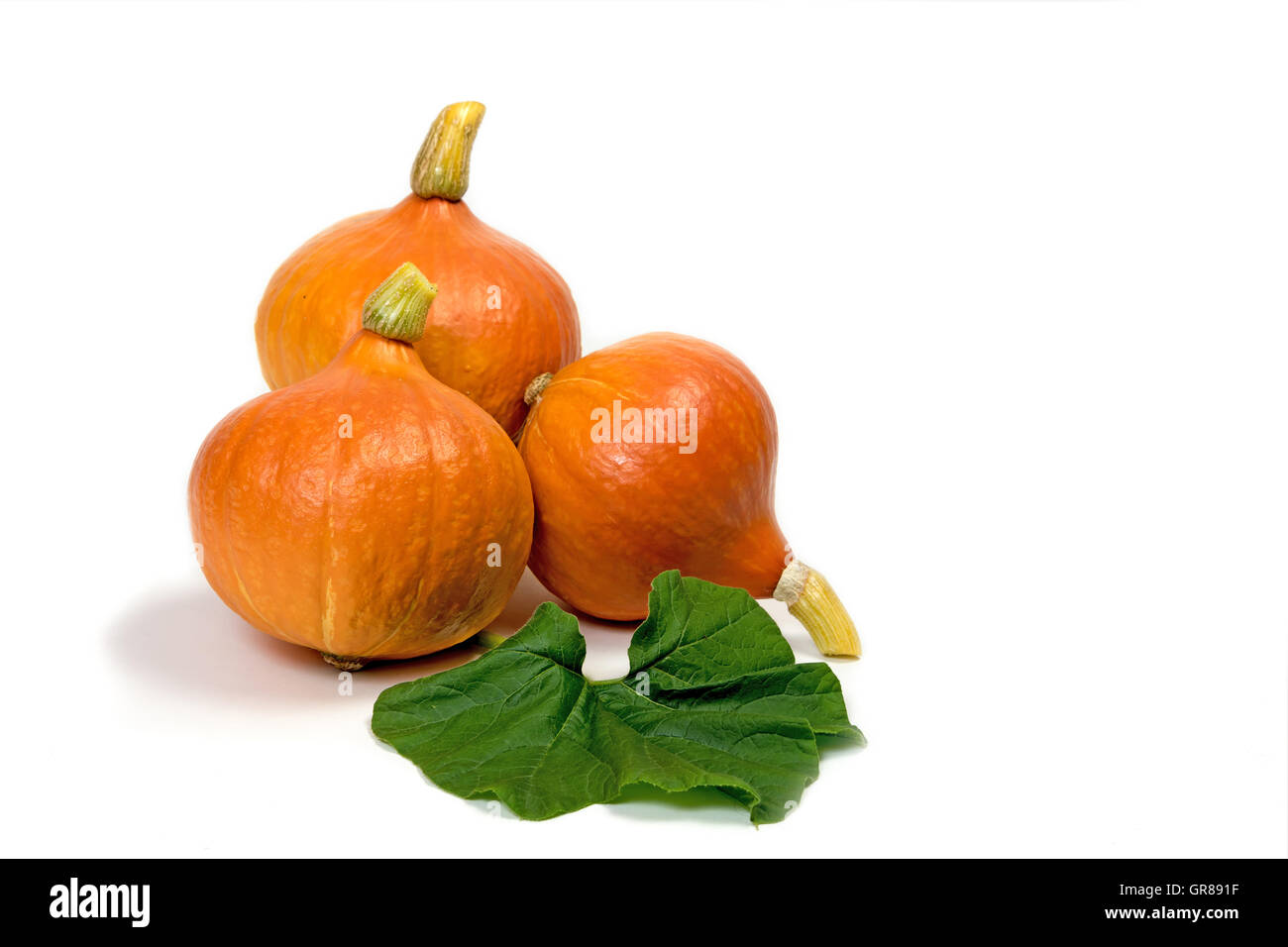 Three pumpkins with green leaf of plant on a white background Stock ...