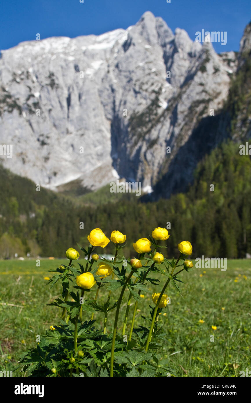 Globe Flowers Front Of The West Wall Of The High Göll In Berchtesgaden Alps Stock Photo