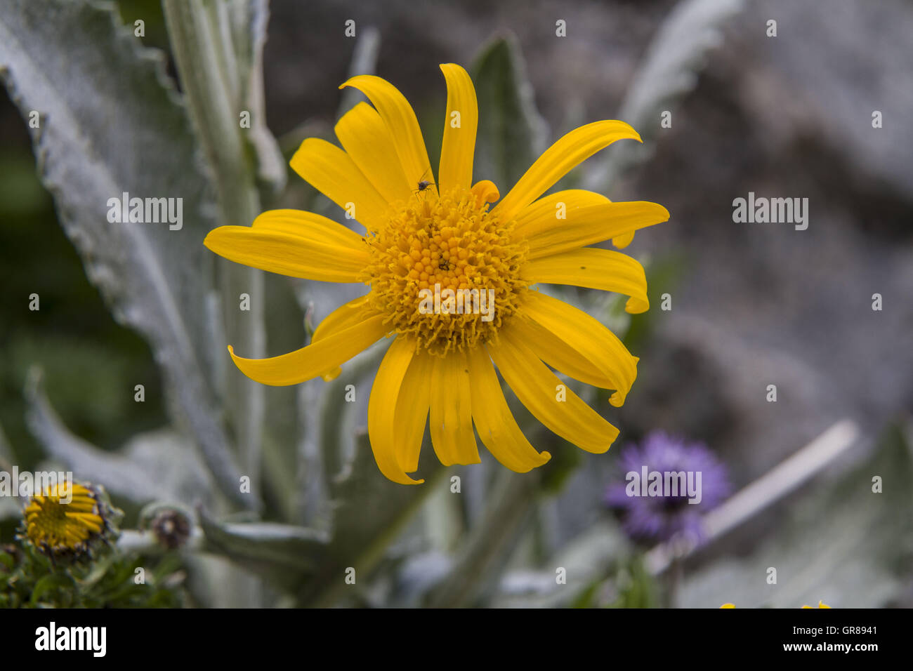 The True Arnica Belongs To The Sunflower Family And Is A Protected Medicinal Plant Stock Photo