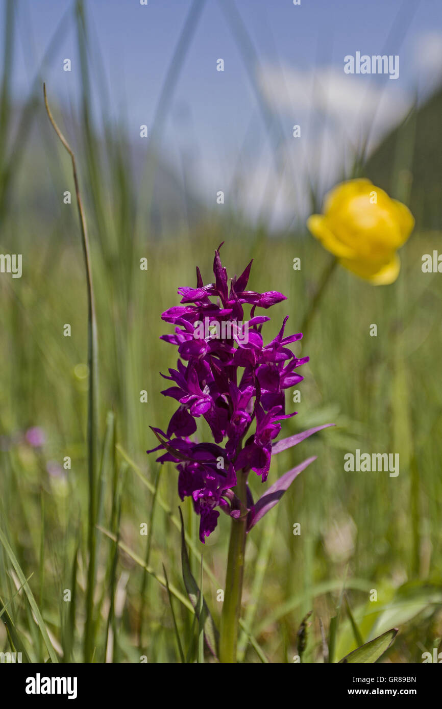 Trollius Europaeus Stock Photo