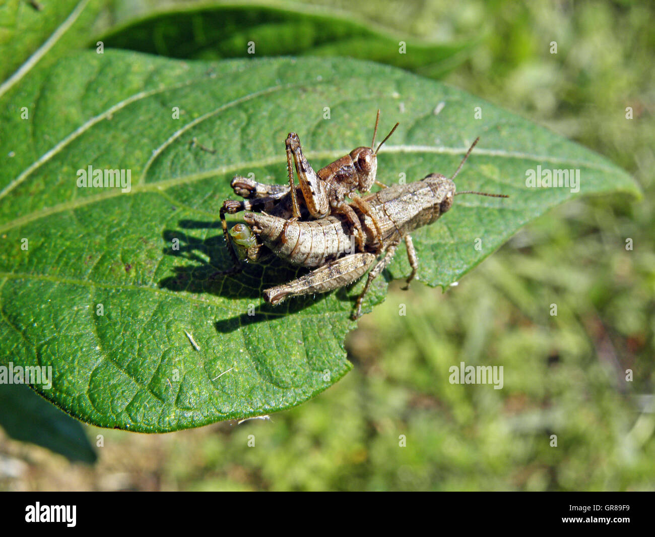 Two grass-hoppers in action Stock Photo