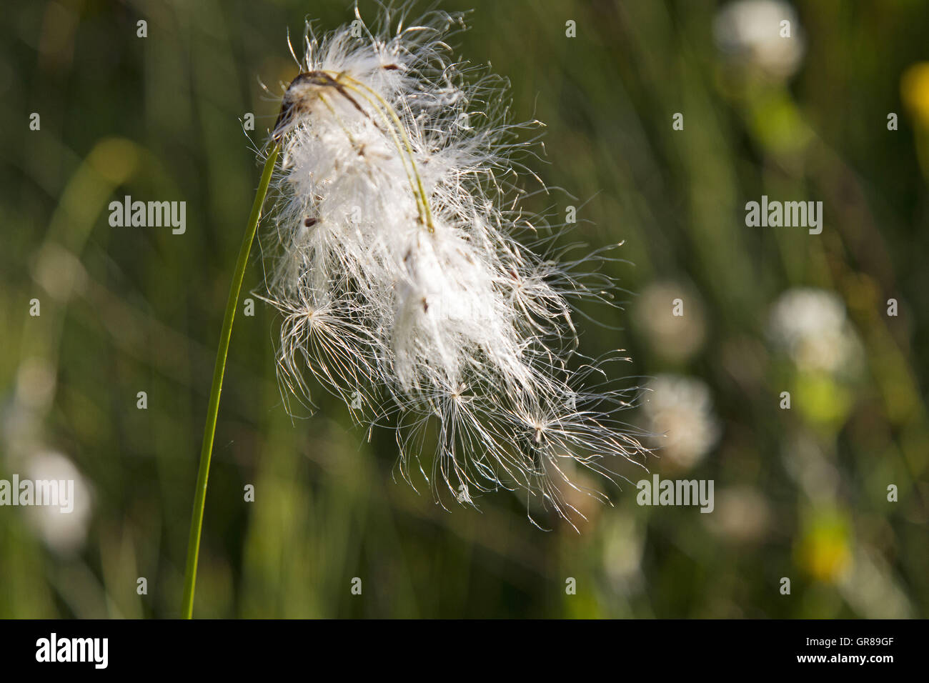 Cotton Grasses Colonize Predominantly Peatlands. Stock Photo