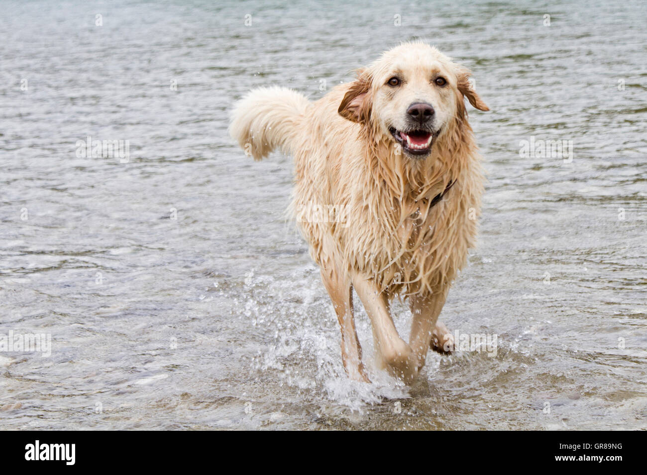 Golden Retriever Running In Water Stock Photo - Alamy